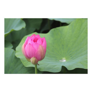 A Lotus Bud and the Morning Dew Photo Print