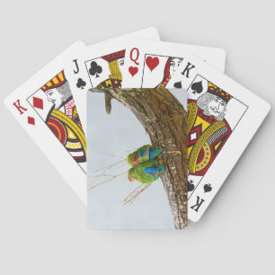 A Lovebird Couple On A Branch Playing Cards
