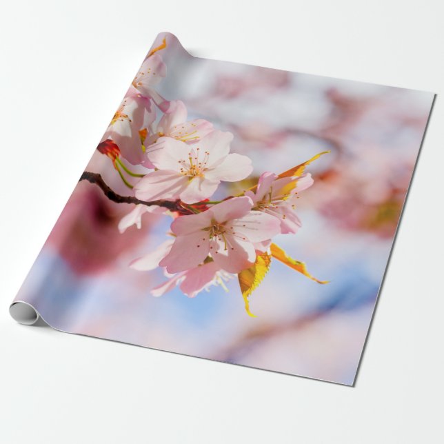 A Lovely Bunch Of Sakura Flowers On Pink Backdrop Wrapping Paper (Unrolled)