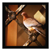 A Lovely Dove Photo Print