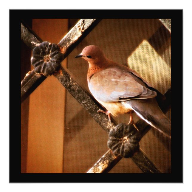 A Lovely Dove Photo Print (Front)