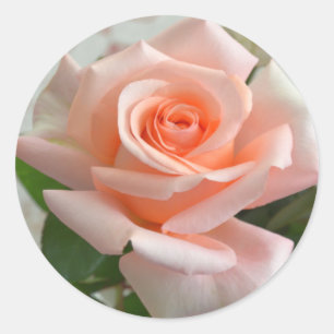 A Lovely Pink Rose Round Sticker