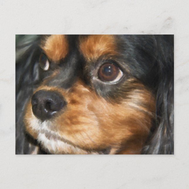 A Loyal Dog Cavalier King Charles Spaniel Postcard (Front)