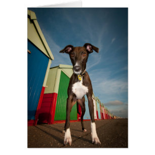 A Lurcher Standing In Front Of Some Beach Huts
