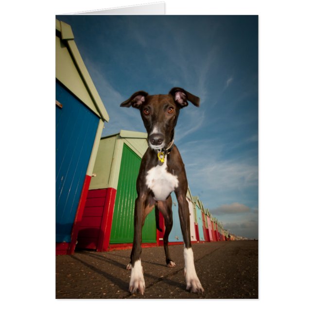 A Lurcher Standing In Front Of Some Beach Huts (Front)