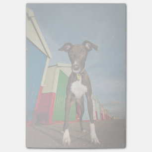 A Lurcher Standing In Front Of Some Beach Huts Post-it Notes