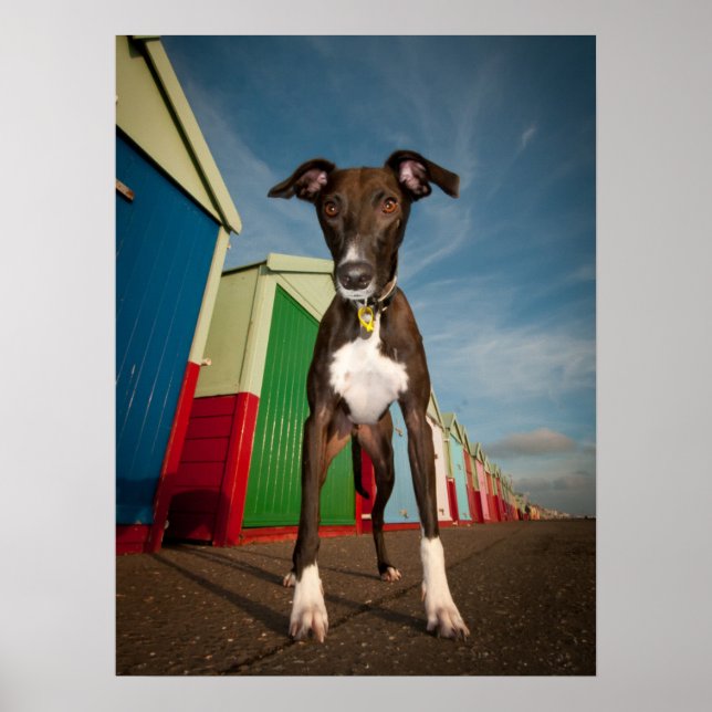 A Lurcher Standing In Front Of Some Beach Huts Poster (Front)