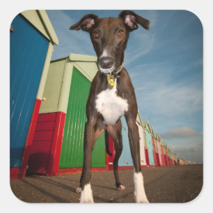 A Lurcher Standing In Front Of Some Beach Huts Square Sticker