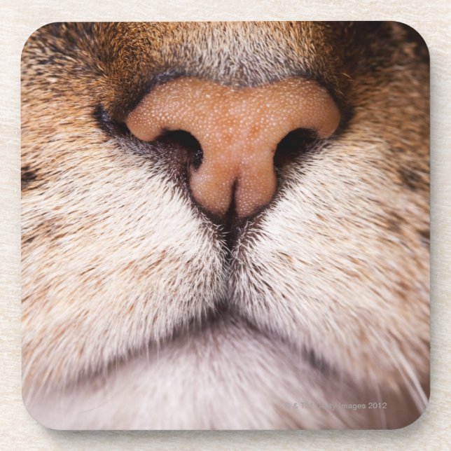 A macro image of a cat's nose and mouth. coaster (Front)