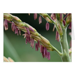 A macro photo of male maize flowers.