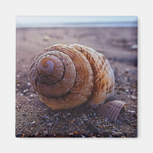 A Macro View Of A Spiral Shell Magnet