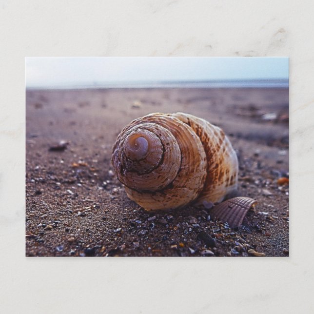 A Macro View Of A Spiral Shell Postcard (Front)