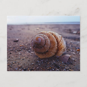 A Macro View Of A Spiral Shell Postcard