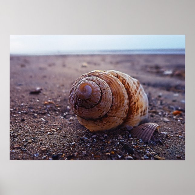 A Macro View Of A Spiral Shell Poster (Front)