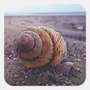 A Macro View Of A Spiral Shell Square Sticker