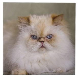 A mad, upset, reclining Flame Point Himalayan Ceramic Tile