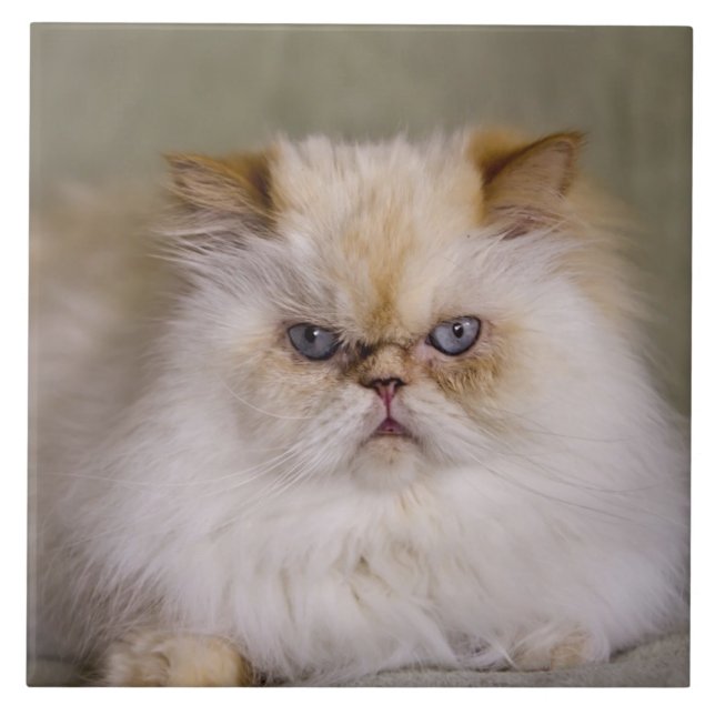 A mad, upset, reclining Flame Point Himalayan Ceramic Tile (Front)