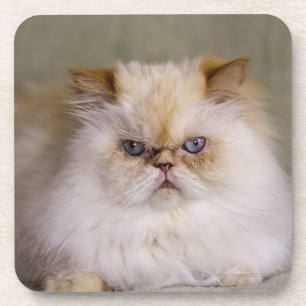 A mad, upset, reclining Flame Point Himalayan Coaster