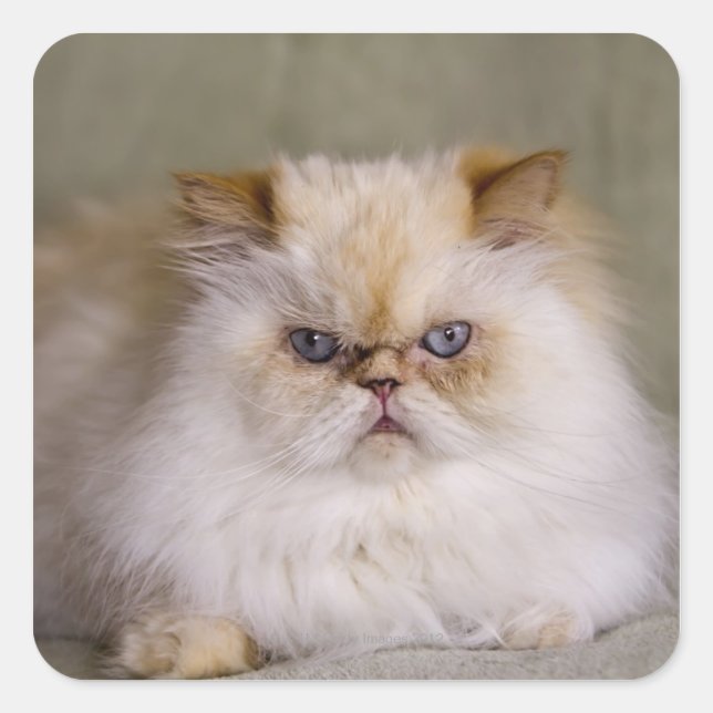 A mad, upset, reclining Flame Point Himalayan Square Sticker (Front)