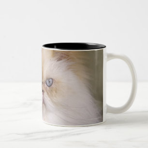 A mad, upset, reclining Flame Point Himalayan Two-Tone Coffee Mug