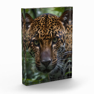 A Magnificent Jaguar Is Stalking In The Forest, Photo Block