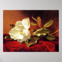 A Magnolia on Red Velvet