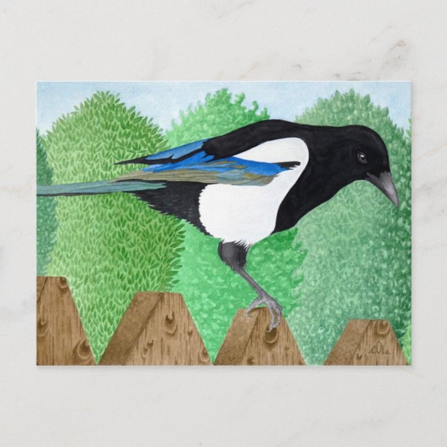 A Magpie perched on a fence Postcard (Front)