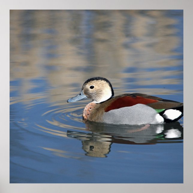 A Male Blue Billed Ringed Teal Swims in a pond Poster (Front)
