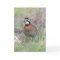 A Male Bobwhite Quail Greeting Card.