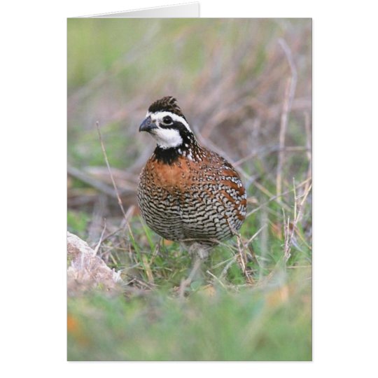 A Male Bobwhite Quail Greeting Card. Card