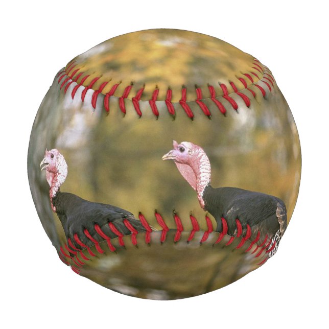 A male Female Turkey Pair Photograph in Fall Baseball (Back)