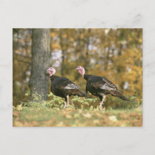 A male Female Turkey Pair Photograph in Fall Postcard
