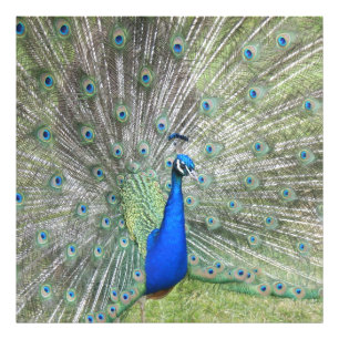 A Male Indian Peacock Fans it's tail Feathers Photo Print