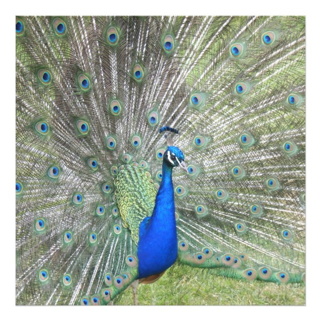 A Male Indian Peacock Fans it's tail Feathers Photo Print (Front)