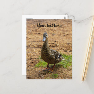 A Mallard Duck Postcard