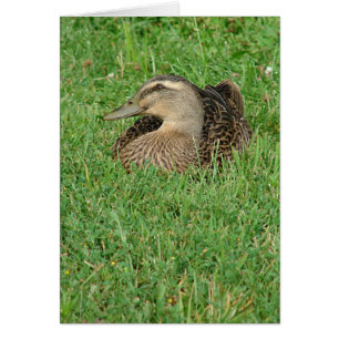 A Mallard Hen All Occasions Greeting Card