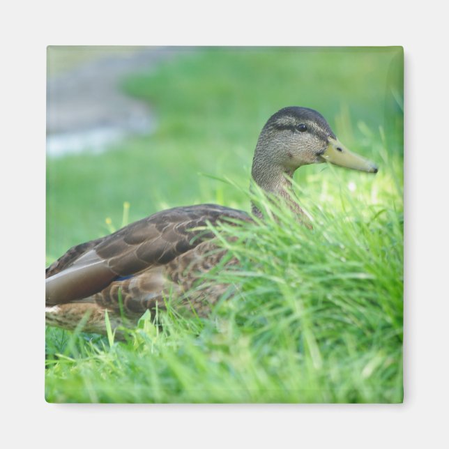 A mallard Magnet (Front)