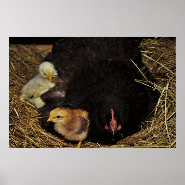 A Mama and Her Chicks Poster (Front)