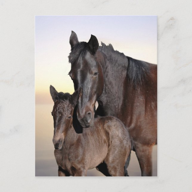 A mare and her baby foal postcard (Front)