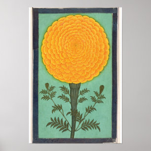 A Marigold, from the Small Clive Album Poster