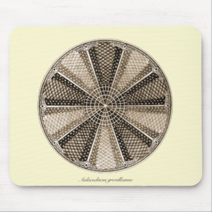 A Marine Diatom Mouse Pad
