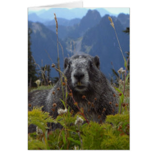 A marmot in Paradise in Mount Rainier National Par