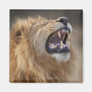 A mature male lion (Panthera leo) in the Savuti Magnet