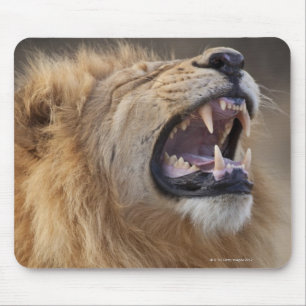 A mature male lion (Panthera leo) in the Savuti Mouse Pad
