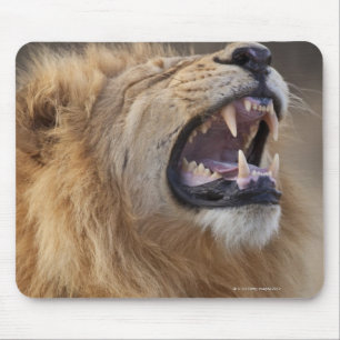 A mature male lion (Panthera leo) in the Savuti Mouse Pad