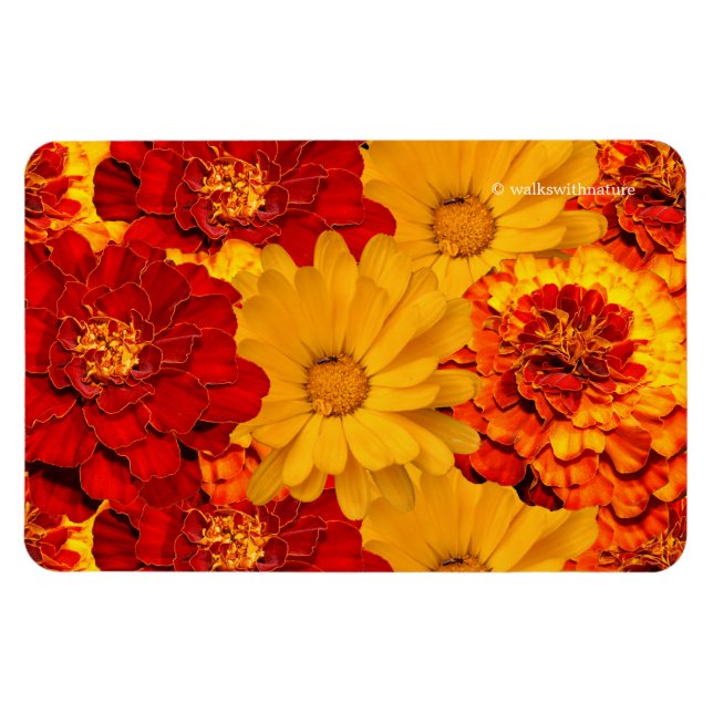 A Medley of Red Yellow and Orange Marigolds Magnet (Horizontal)