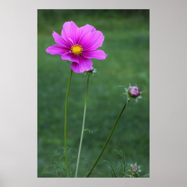 A Mexican Aster Poster (Front)