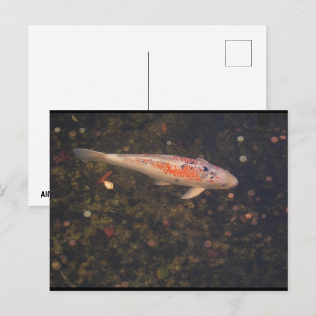A Million Wishes Postcard (Front/Back)