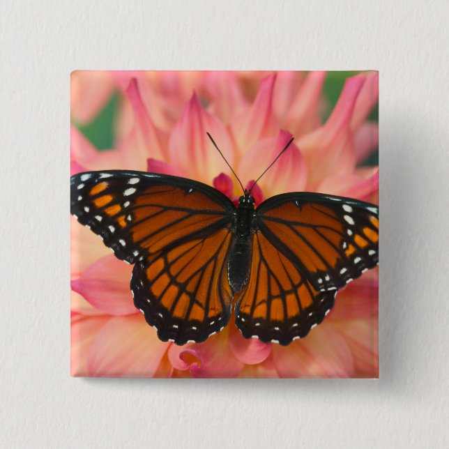 A Mimic Of The Monarch Butterfly 15 Cm Square Badge (Front)
