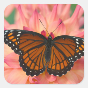 A Mimic Of The Monarch Butterfly Square Sticker